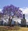 Gdzie można zobaczyć fioletowe drzewa jacarandy w Brisbane?